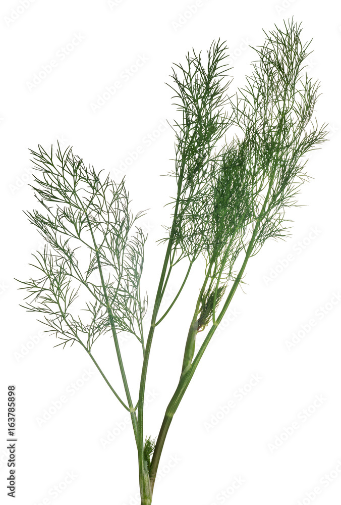 Obraz premium green isolated lush dill branch