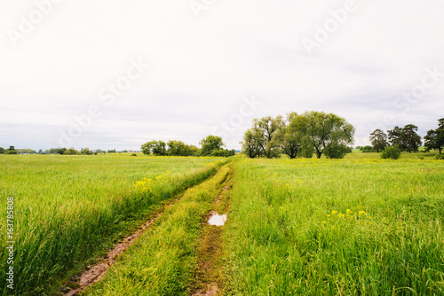 Summer landscape with green grass and a road