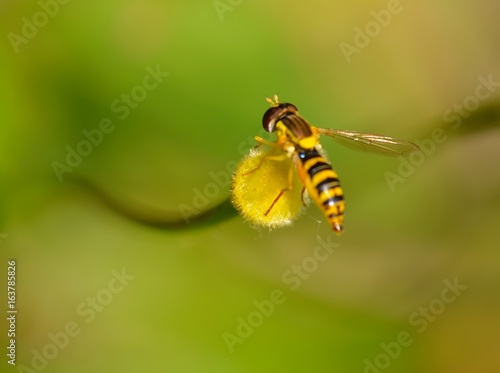 macro insecte nature fleur abeille aile noir et jaune  animal jardin été pollen  © nathalie