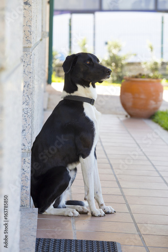 Black dog, isolated background. photo