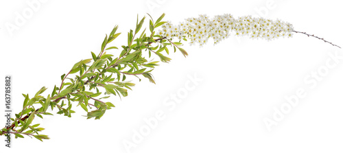 spring isolated branch with small white blooms