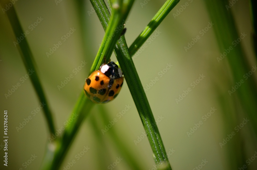 macro gros plan coccinelle insecte point feuille nature verdure herbe Stock  Photo | Adobe Stock