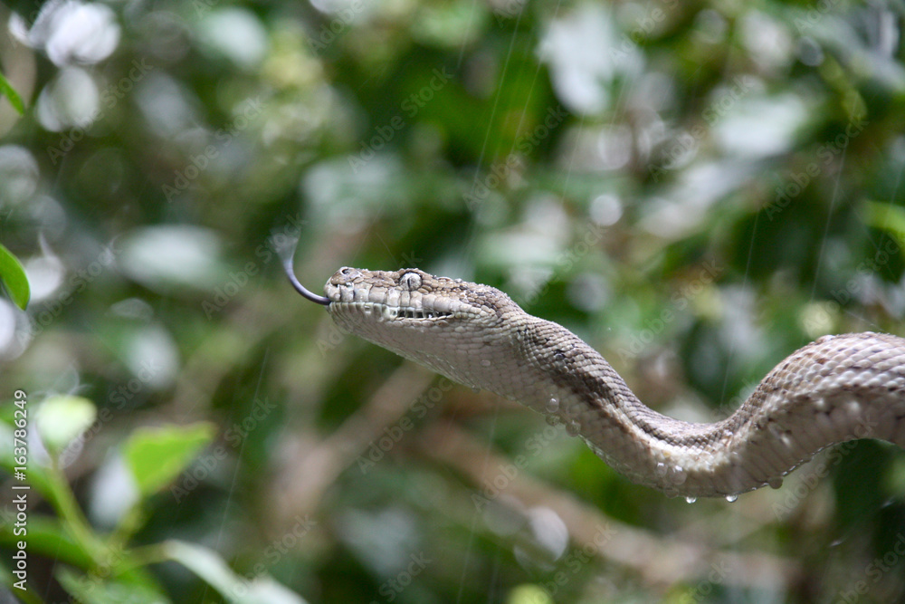 Naklejka premium Rencontre avec un serpent aux îles Whitsundays (Australie)