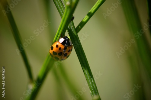 macro gros plan coccinelle insecte point feuille nature verdure herbe 