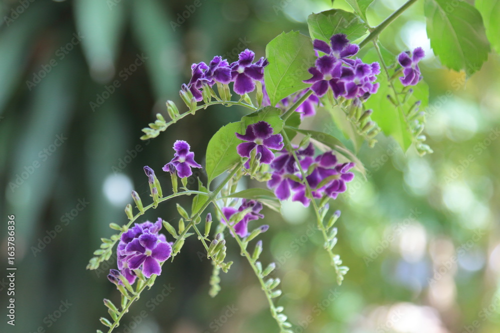 Duranta repens many beautiful purple flowers in the garden. Duranta repens many beautiful purple flowers in the garden.