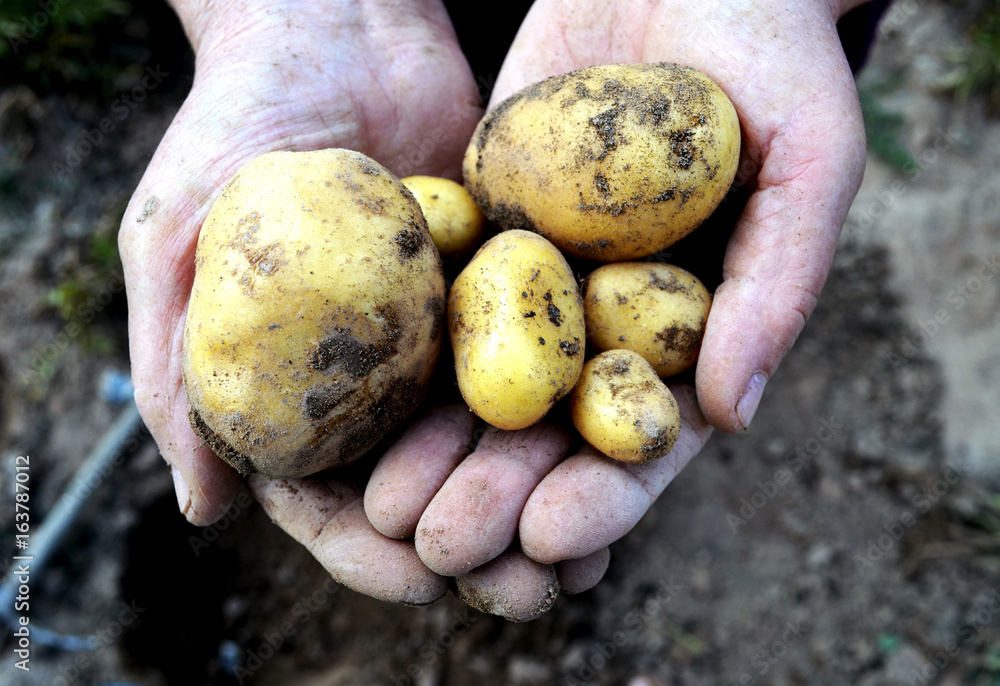 Old farmer woman holding fresh potatoes in her hands. Old farmer woman holding fresh potatoes in her hands.