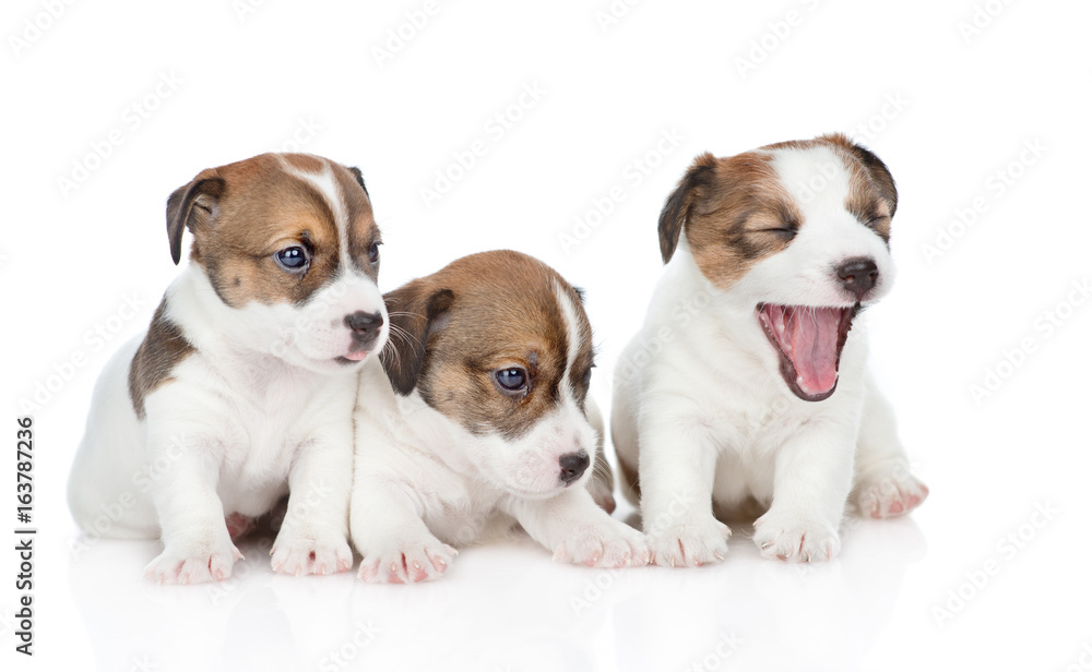 Group of puppies Jack Russell sit in a row. isolated on white background