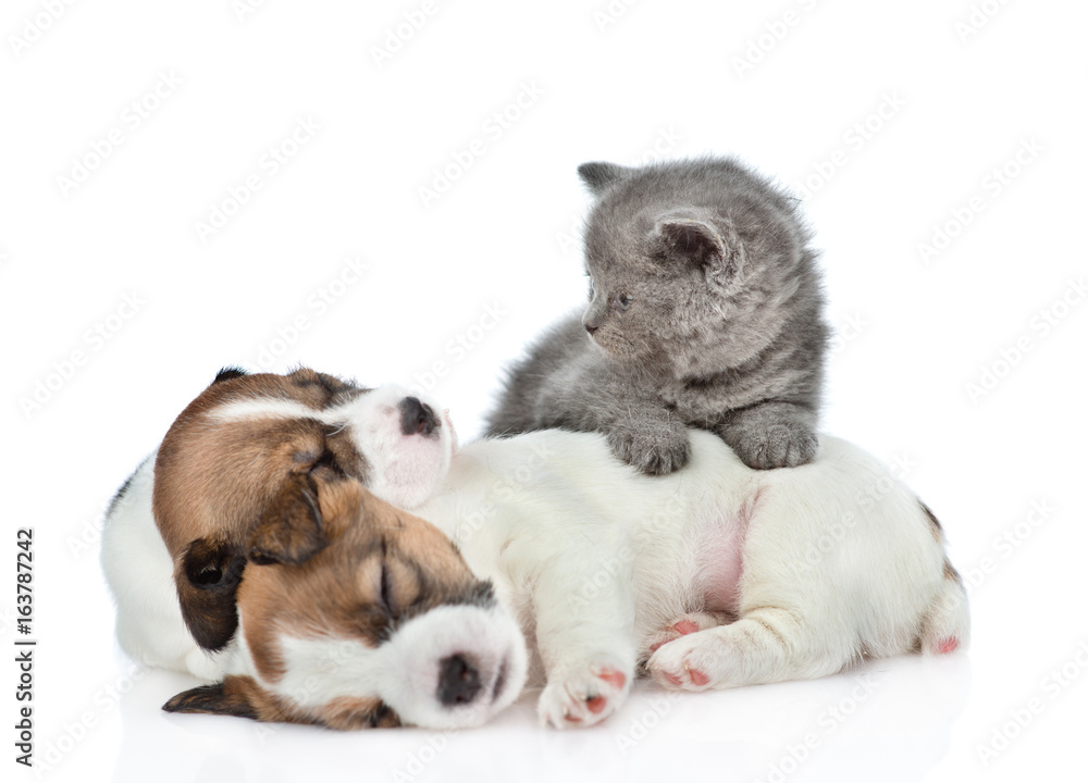 Kitten and a sleeping puppies Jack Russell. isolated on white background
