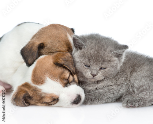 Close up kitten and a sleeping puppies Jack Russell. isolated on white background