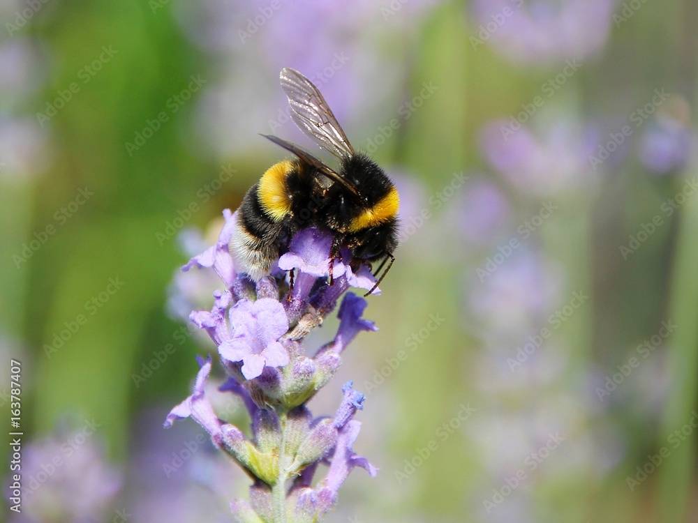 Fototapeta premium Hummel auf Lavendel