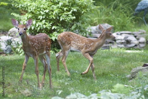 A Pair of Fawns