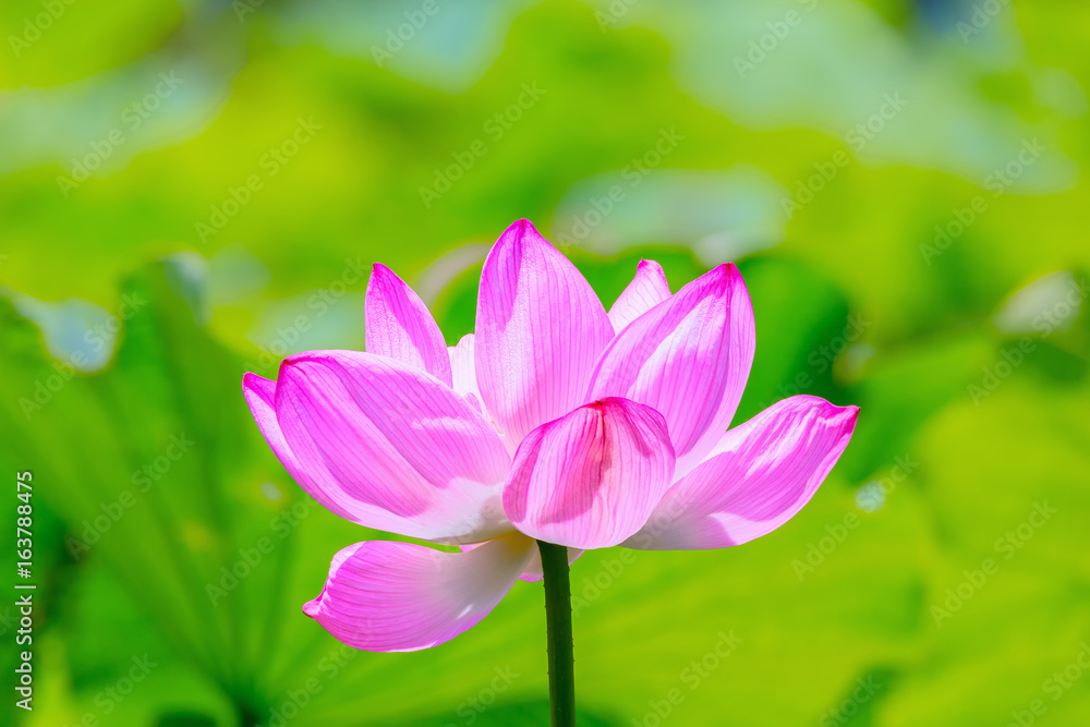 The Lotus Flower.Background is the lotus leaf.Shooting location is Yokohama, Kanagawa Prefecture Japan.