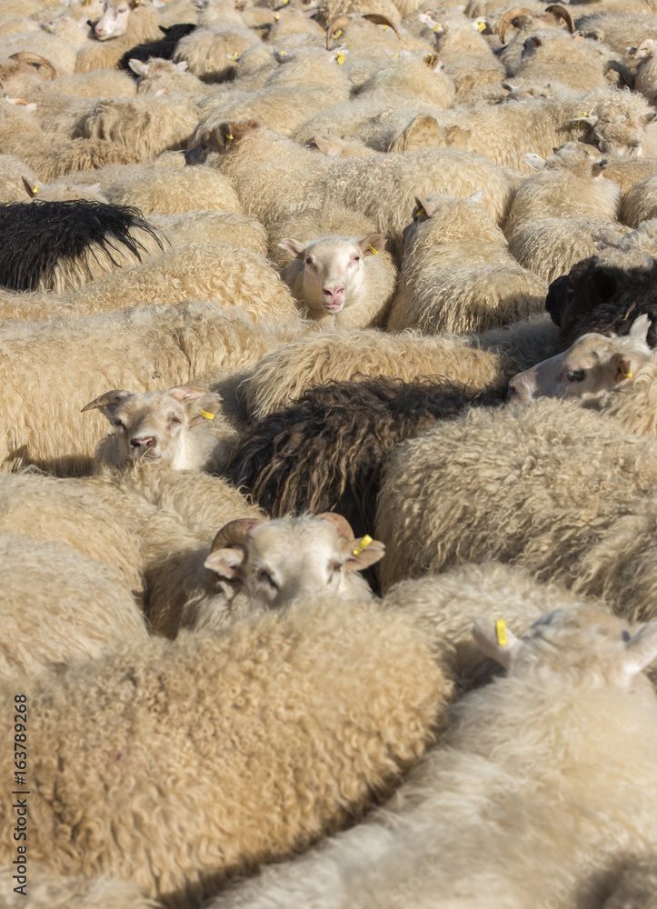 Traditional sheep gathering in Iceland Traditional sheep gathering in Iceland