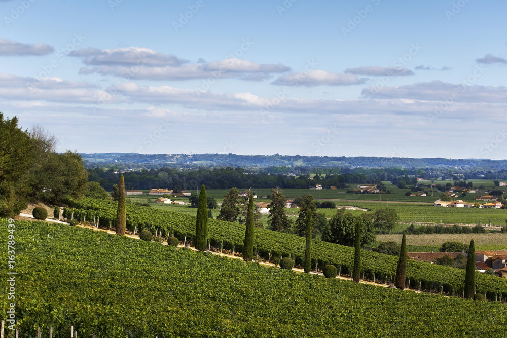 Fototapeta premium Facing vineyards near Bordeaux