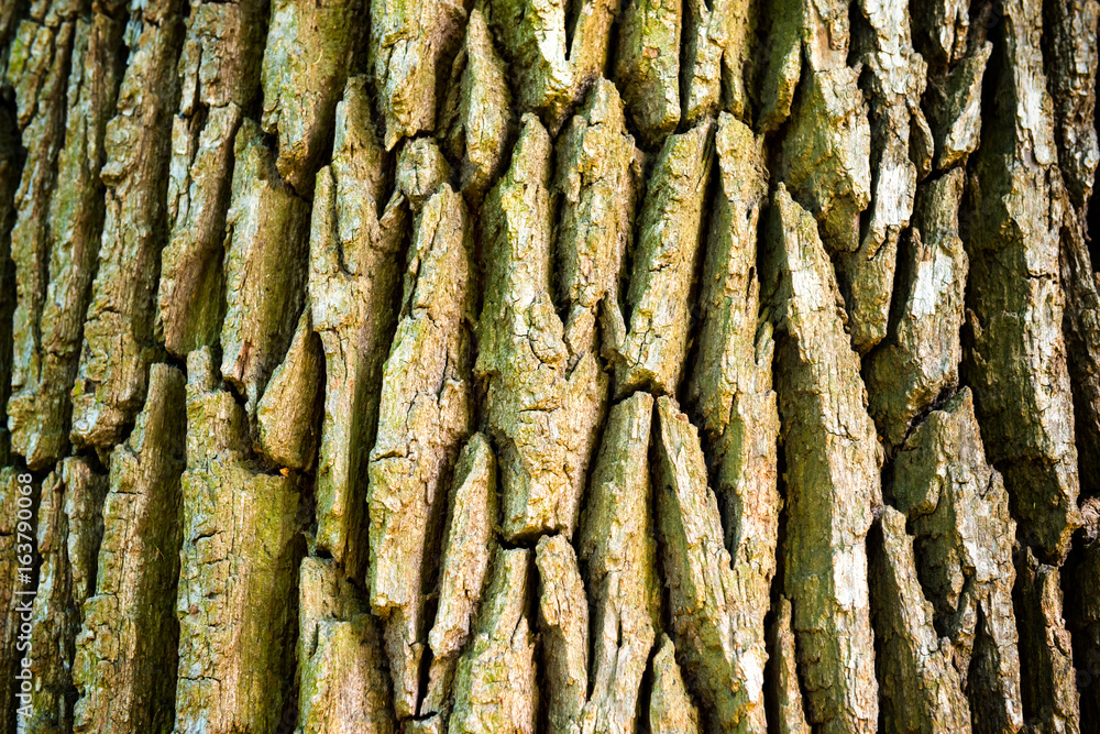 Texture of old oak tree