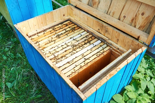 Top view shot of an opened beehive with honeycombs and bees. 