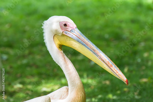  Great White Pelican, Pelecanus onocrotalus, head, profile 