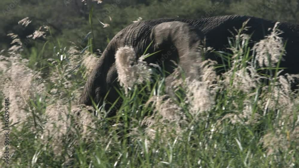 An African elephant flaps its ears as it walks through tall, thick, flowering grass. An African elephant flaps its ears as it walks through tall, thick, flowering grass.