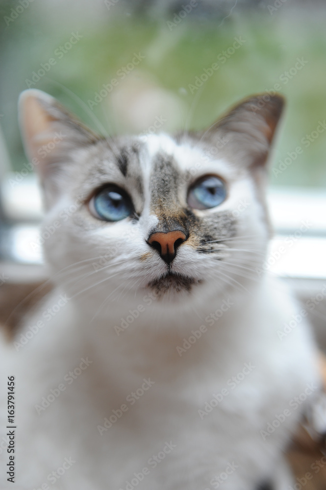 Large portrait of a white cute fluffy blue-eyed cat. Look right. Window in the background Large portrait of a white cute fluffy blue-eyed cat. Look right. Window in the background