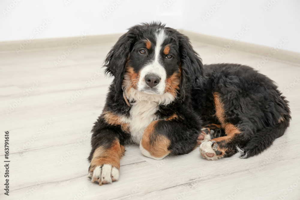 Cute funny dog lying on floor at home