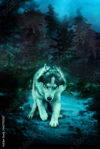 The threatening wolf is preparing to attack