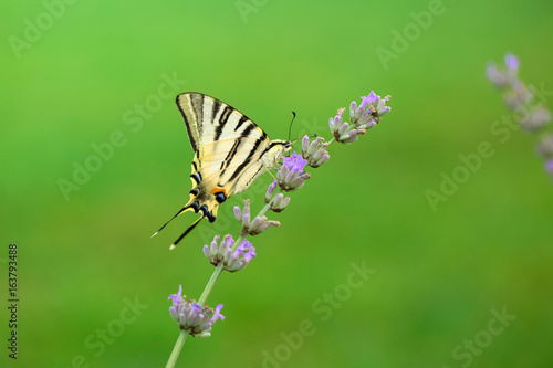butterfly on lavander © JRP Studio