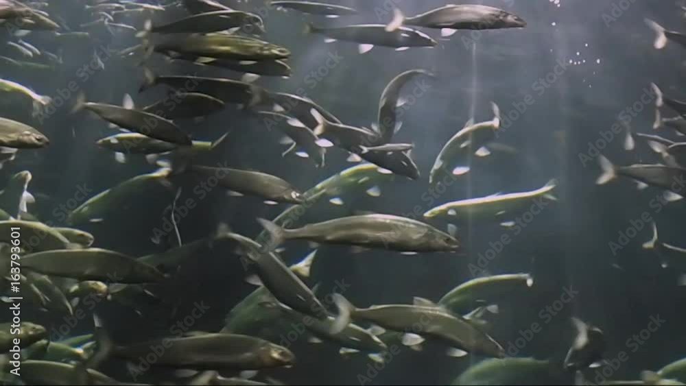 Aquakultur - Fischzucht mit Lachs unter Wasser