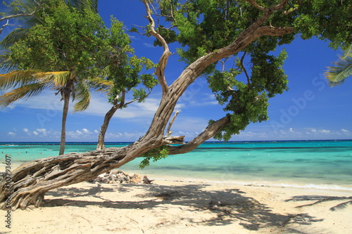 jamaica beach sea sky tree