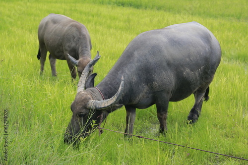 Buffalo is a four-foot animal that feeds on long  spiky  and spiked cats. Grass is a food to live in a rural outdoor field.