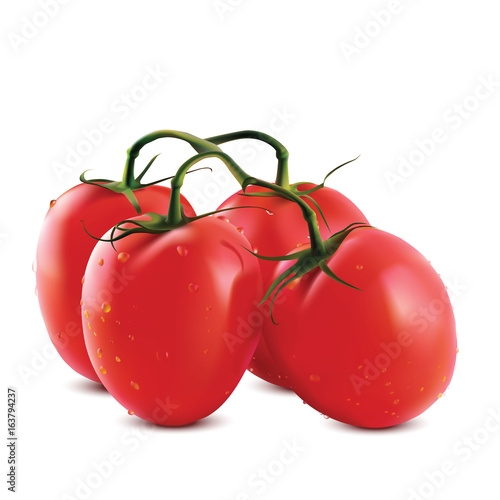 Vector illustration of big ripe red fresh tomatoes branch isolated on white background