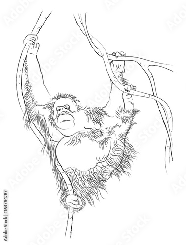 orang-outang