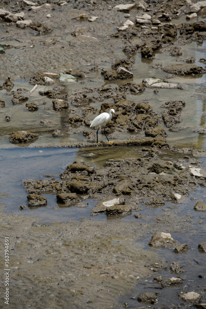 Fototapeta premium White egret in mangrove forest