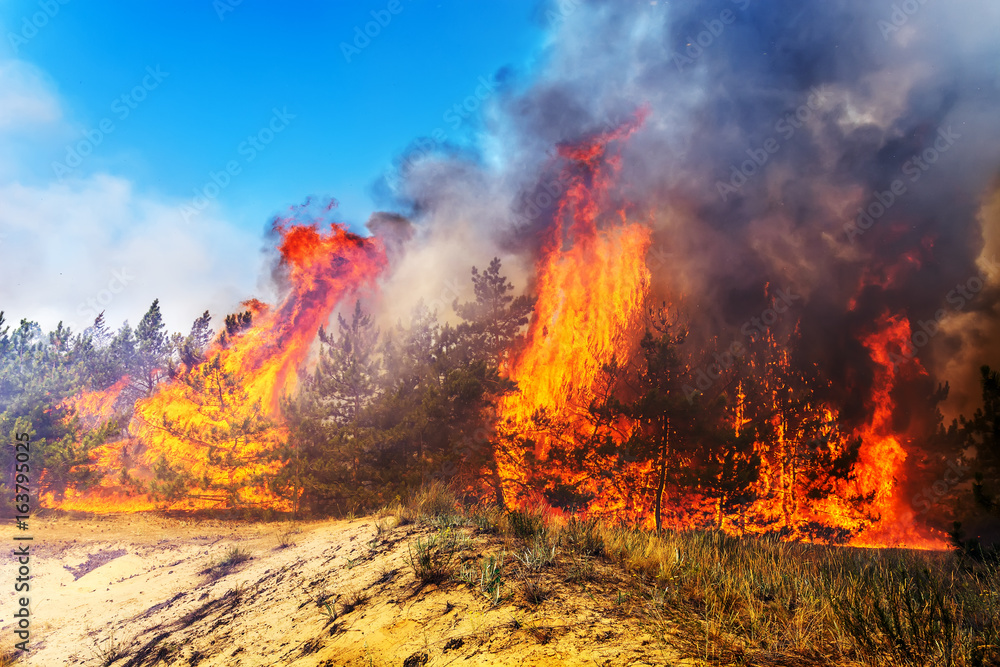 Fototapeta premium Forest fire. fallen tree is burned to the ground a lot of smoke