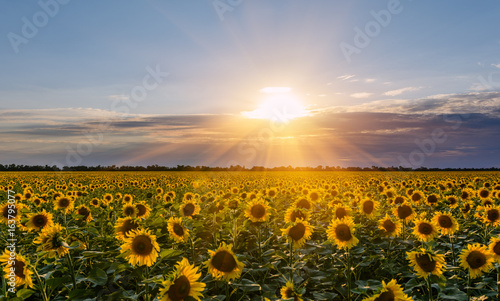 Fotografija field of blooming sunflowers on a background sunset.