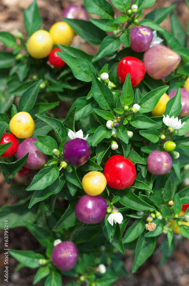 Rainbowpepper/五色唐辛子 Rainbowpepper/五色唐辛子
