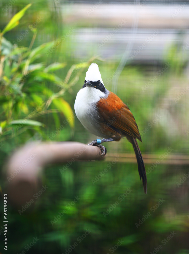 white-crested laughing thrush white-crested laughing thrush