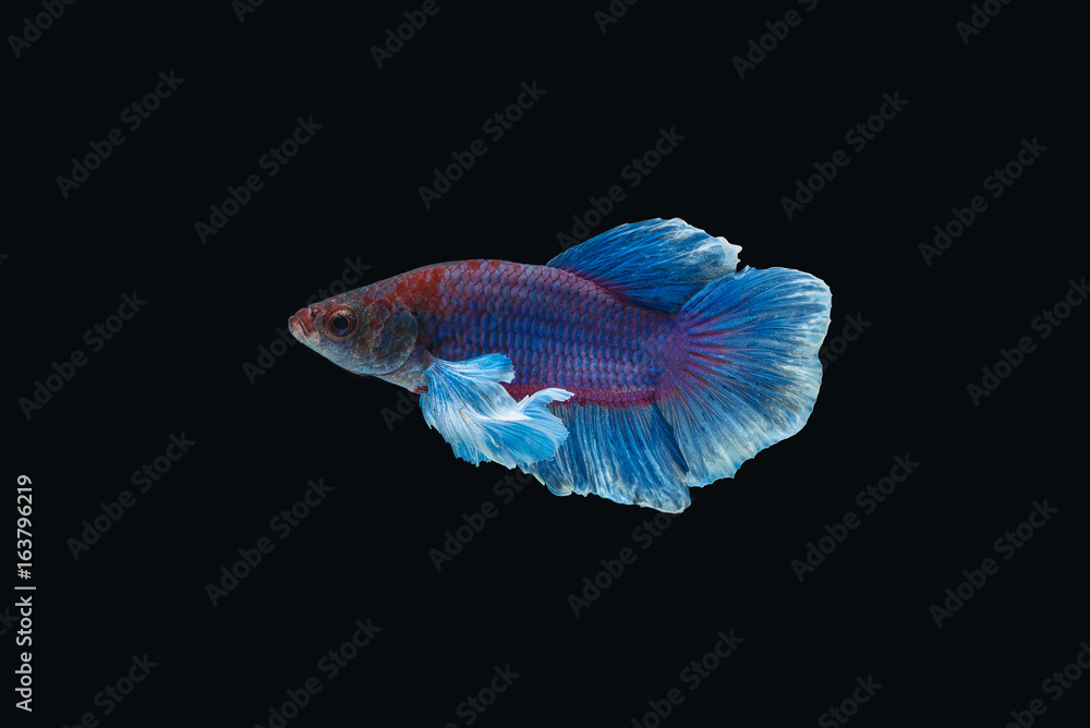 Fototapeta premium Siamese fighting fish isolated on black background