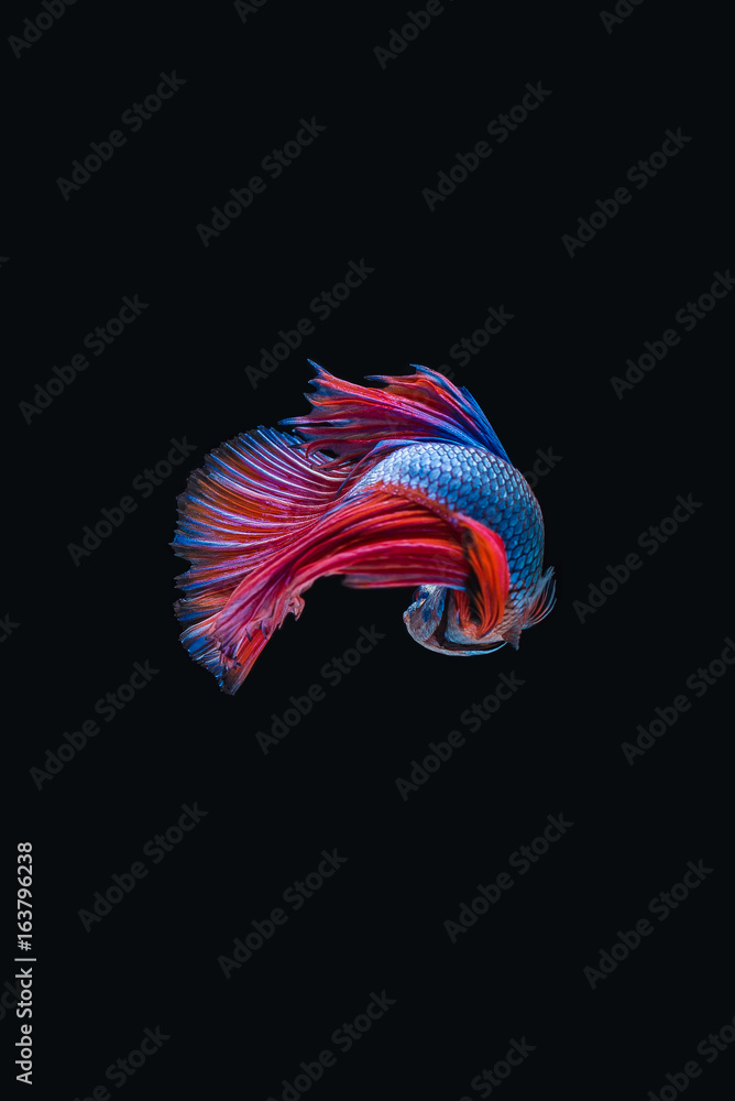 Siamese fighting fish isolated on black background Siamese fighting fish isolated on black background