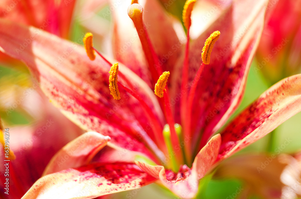Beautiful lily flowers grow in the summer Beautiful lily flowers grow in the summer