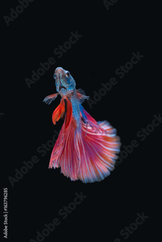 Siamese fighting fish isolated on black background