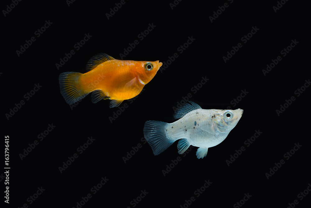 Fototapeta premium Sailfin molly fish isolated on black background