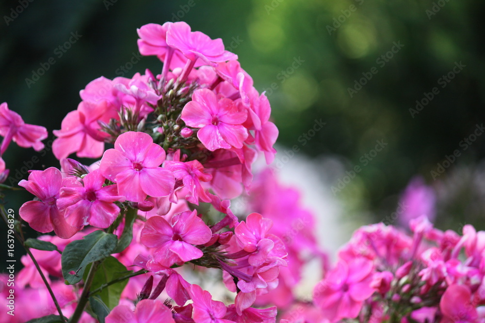 Pinke Blüten