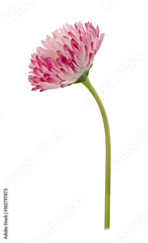 Fototapeta Naklejka Na Ścianę i Meble -  Daisy flower isolated on a white