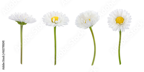 Set of daisy flowers isolated on a white