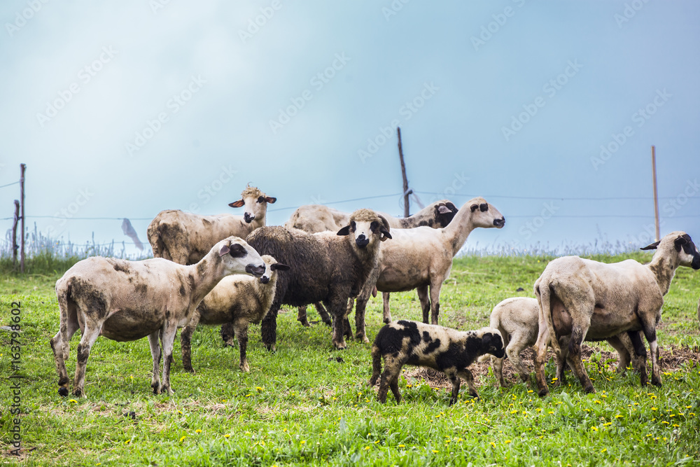 Obraz premium sheep on a green meadow
