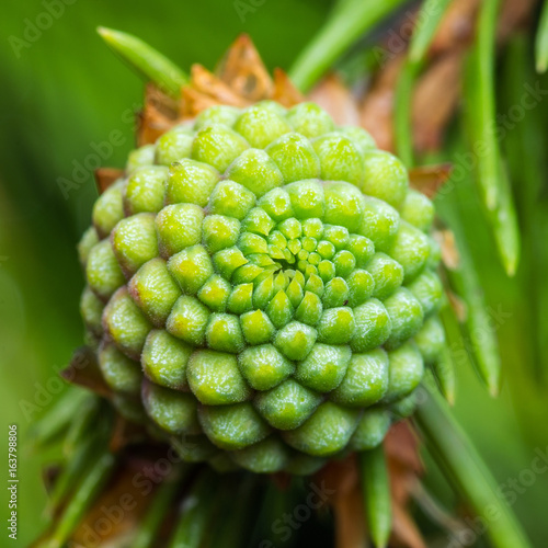 Evergreen or Spruce Cone Macro Close-Up