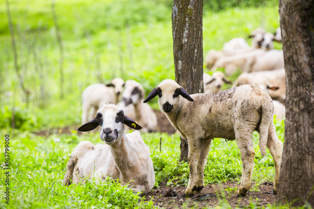 Obraz premium sheep on a green meadow