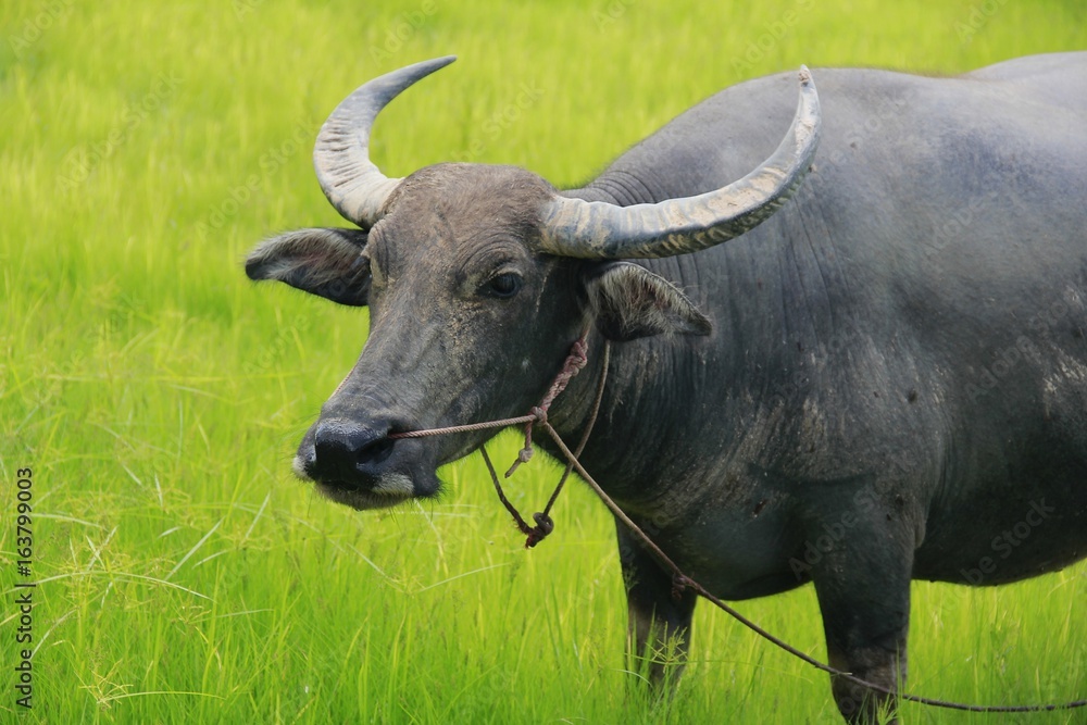 Buffalo is a four-foot animal that feeds on long, spiky, and spiked cats. Grass is a food to live in a rural outdoor field. Buffalo is a four-foot animal that feeds on long, spiky, and spiked cats. Grass is a food to live in a rural outdoor field.