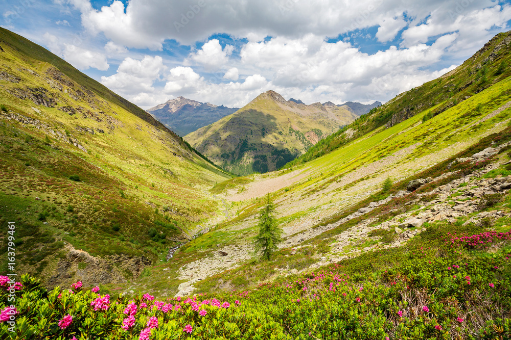 Val Grosina - Val Pedruna - Valtellina (IT) - Panoramica estiva della valle con rododendri fioriti 