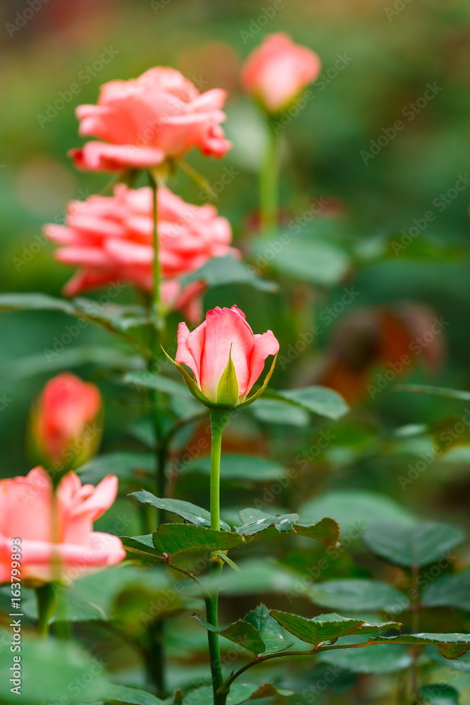 A beautiful rose in the flower garden.